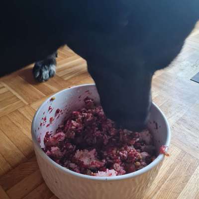 Zeigt her Eure Futternäpfe-Beitrag-Bild