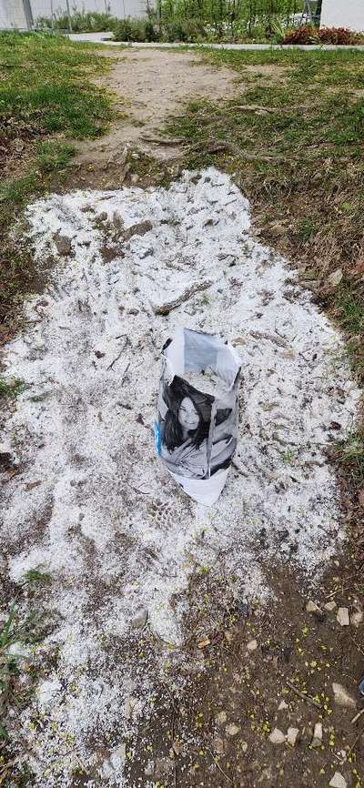 Challenge – Gassi & Clean-Beitrag-Bild