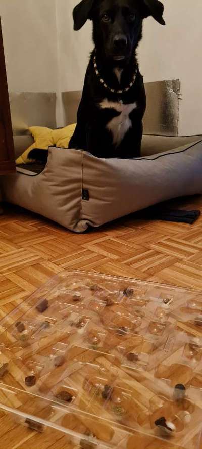 Schnüffelspiele Ideen.-Beitrag-Bild