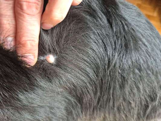 Pickel artige Stellen am Kopf-Beitrag-Bild