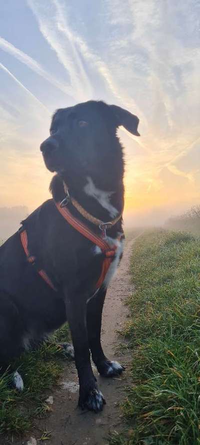 Black dogs are beautiful-Beitrag-Bild