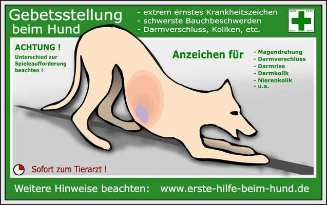 Was Hundehalter wissen und können sollten!-Beitrag-Bild