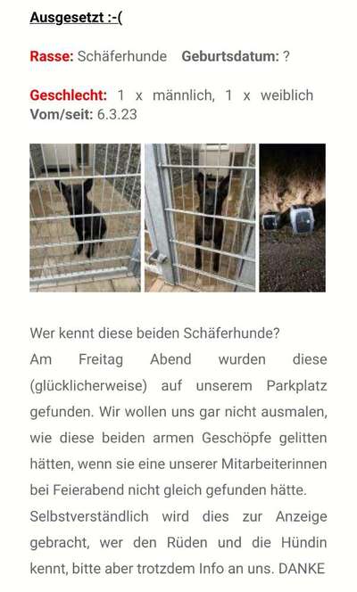 Mein Hund, meine Verantwortung-Beitrag-Bild