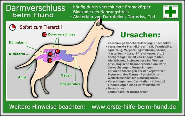Was Hundehalter wissen und können sollten!-Beitrag-Bild