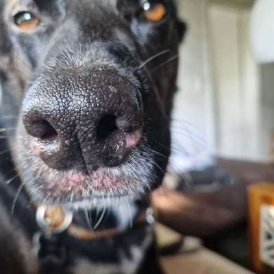 Samojede-Beitrag-Bild