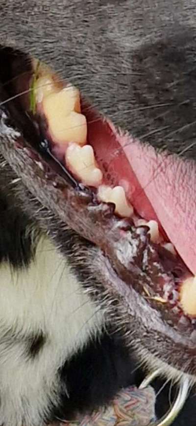 Graue Zahnverfärbung-Beitrag-Bild