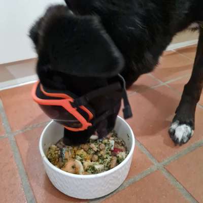 Zeigt her Eure Futternäpfe-Beitrag-Bild