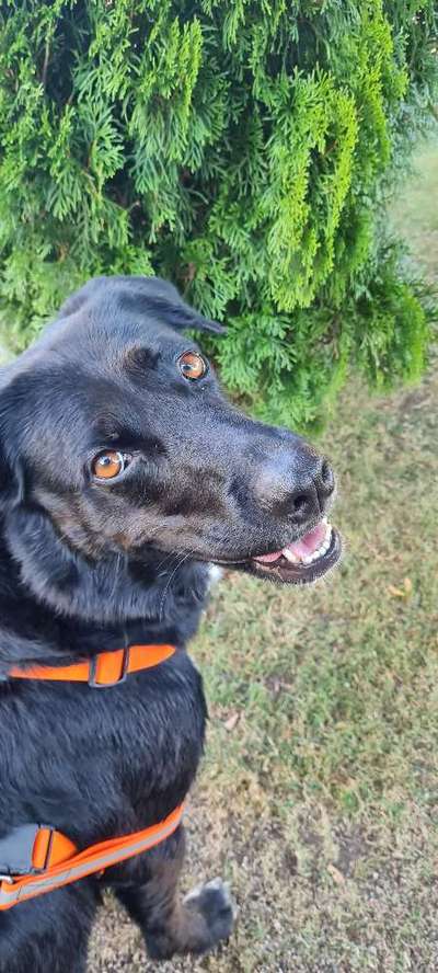 Black dogs are beautiful-Beitrag-Bild