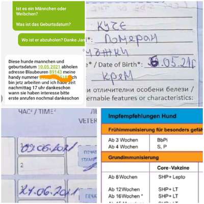 Verdacht auf illegalen Welpenhandel - wo melden?-Beitrag-Bild