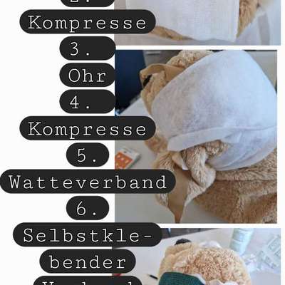 Ohrrandnekrose-Beitrag-Bild