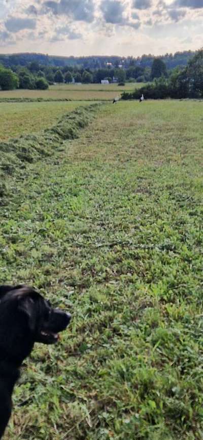 35. Impulskontrollübung "Kontakt mit anderen Tieren"-Beitrag-Bild