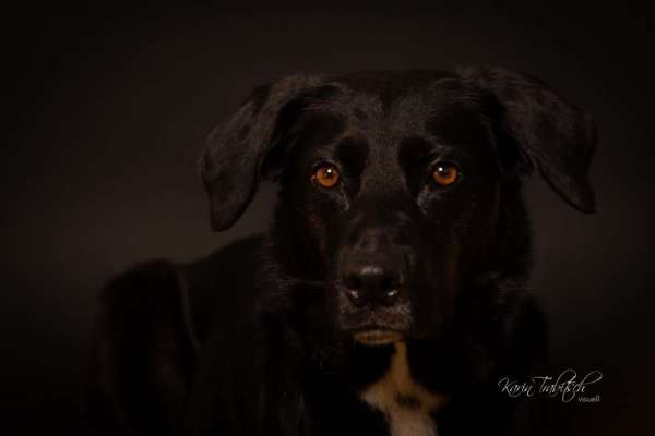 Black dogs are beautiful-Beitrag-Bild