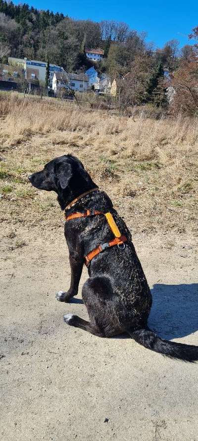 Blinkende Leuchthalsbänder, schädlich für Mensch und Hund-Beitrag-Bild