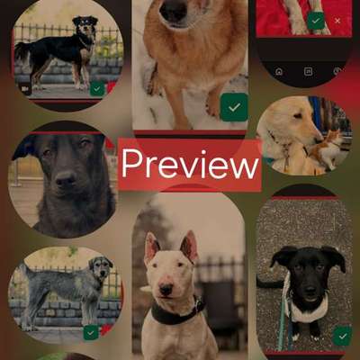 Tierschutzhunde suchen ein Zuhause-Beitrag-Bild