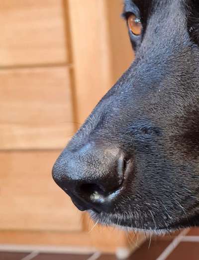 Zeigt her eure Hundenasen-Beitrag-Bild