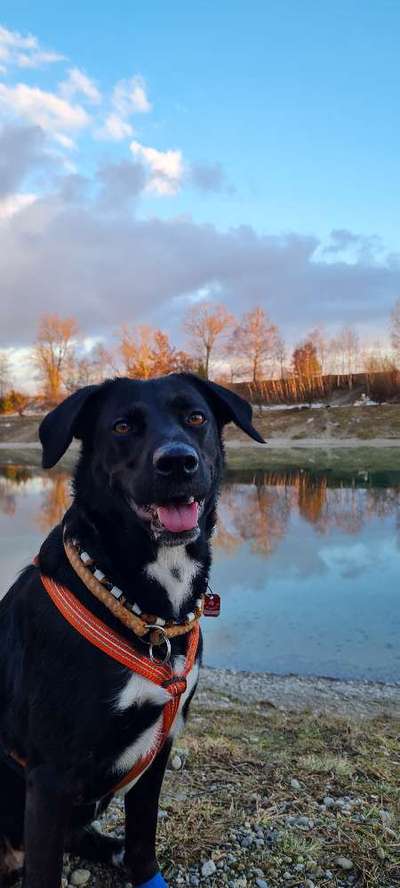 Austausch und Bilder unserer Schäferhund-Labrador mischlinge-Beitrag-Bild