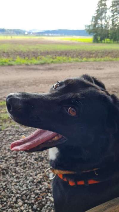 Tongue Out Tuesday-Beitrag-Bild