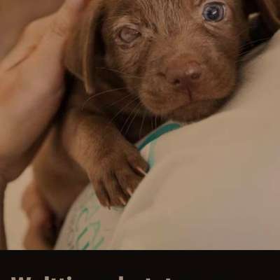 Qualzucht - Warum Aufklärung alleine nicht reicht-Beitrag-Bild