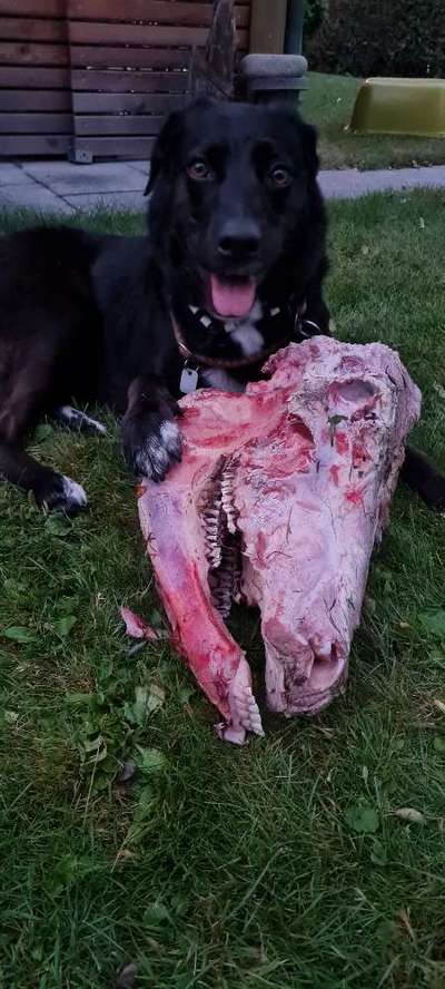 Zeigt her Eure Futternäpfe-Beitrag-Bild