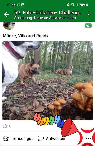 59. Foto-Collagen- Challenge: Pilze-Beitrag-Bild