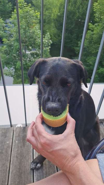 Austausch und Bilder unserer Schäferhund-Labrador mischlinge-Beitrag-Bild