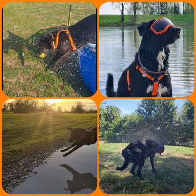 51.Collagen Challenge: Wasserhunde-Beitrag-Bild