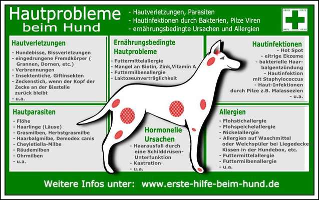 Was Hundehalter wissen und können sollten!-Beitrag-Bild