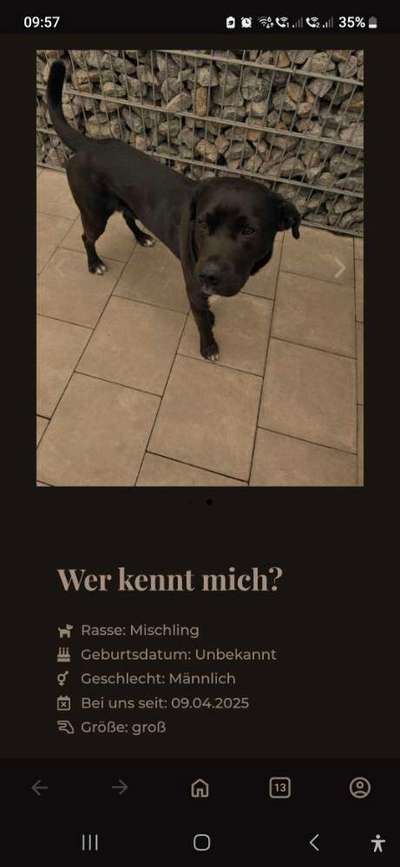 Entlaufene, Gefundene und Vermisste Hunde-Beitrag-Bild