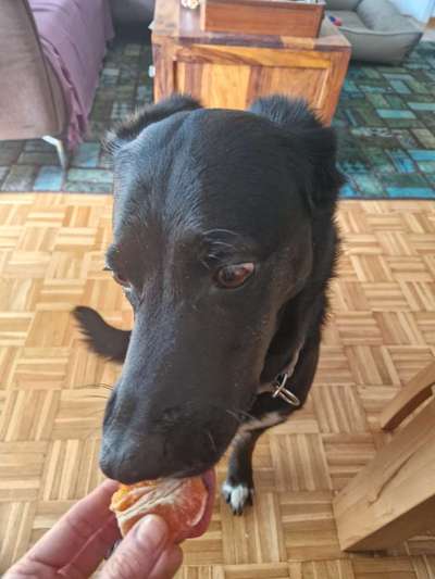 Zeigt her Eure Futternäpfe-Beitrag-Bild