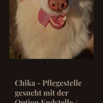 Tierschutzhunde suchen ein Zuhause-Beitrag-Bild