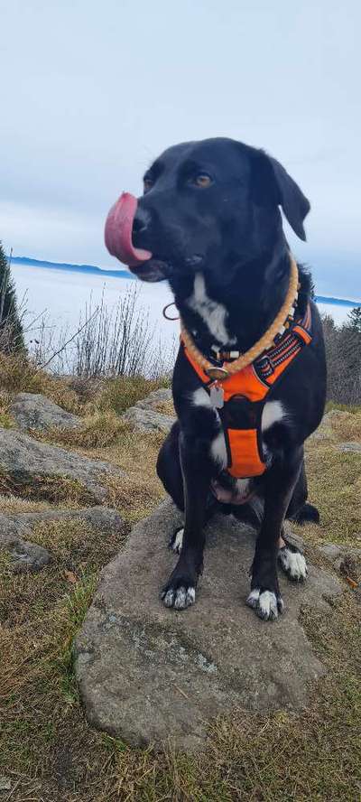 Dogorama Photo Challenge - Steine/Felsen-Beitrag-Bild