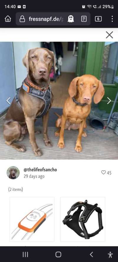 Halsband ab 45 kg oder stabiles Geschirr ?-Beitrag-Bild
