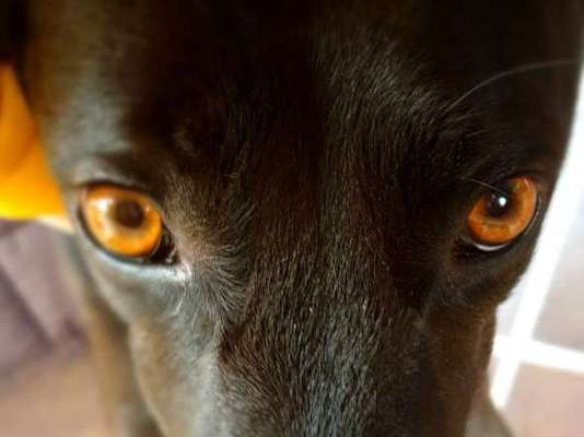 CHALLENGE NR. 19 - Der Hundeblick-Beitrag-Bild