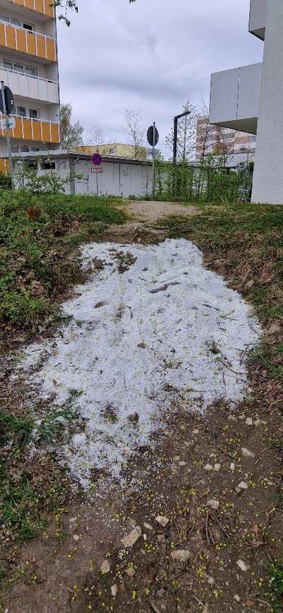 Challenge – Gassi & Clean-Beitrag-Bild