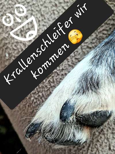 Krallenschneiden-Beitrag-Bild