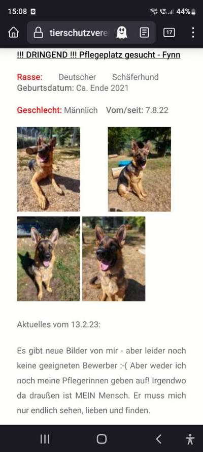 Tierschutzhunde suchen ein Zuhause-Beitrag-Bild