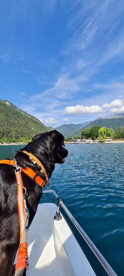 Die Dogorama Wochen Challenge-Beitrag-Bild