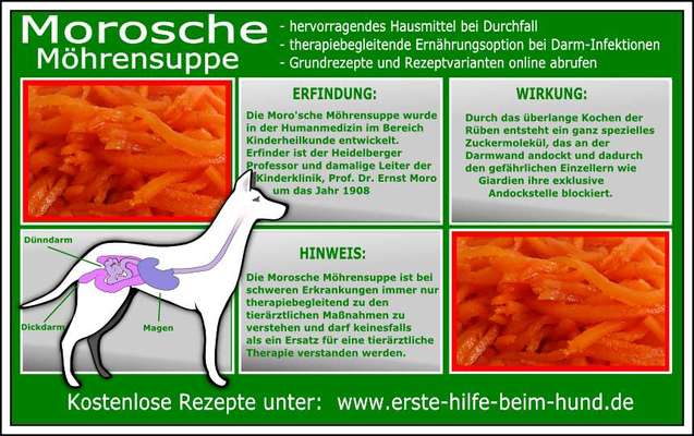 Was Hundehalter wissen und können sollten!-Beitrag-Bild