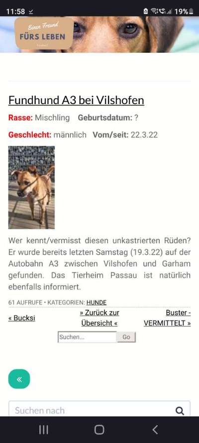 Entlaufene, Gefundene und Vermisste Hunde-Beitrag-Bild