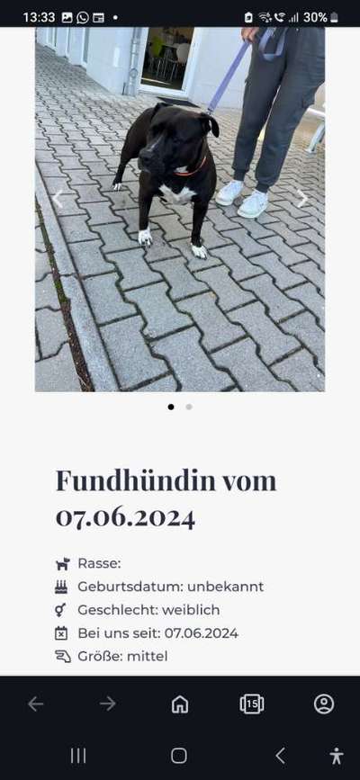 Entlaufene, Gefundene und Vermisste Hunde-Beitrag-Bild