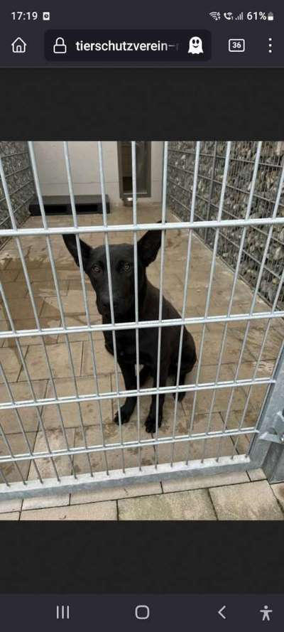 Mein Hund, meine Verantwortung-Beitrag-Bild