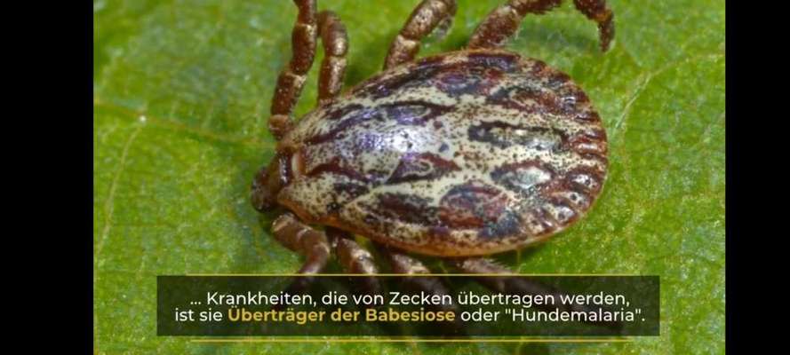 Rücksicht und die "Chemiekeule" beim Hund.-Beitrag-Bild