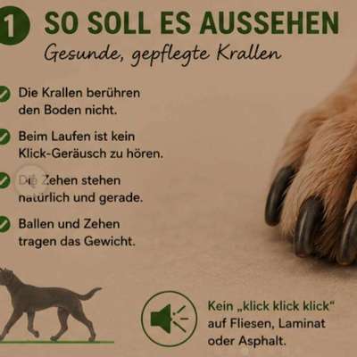 Krallen schneiden-Beitrag-Bild