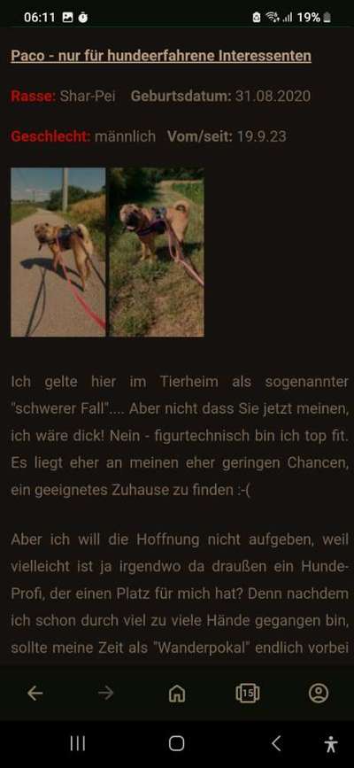 Tierschutzhunde suchen ein Zuhause-Beitrag-Bild