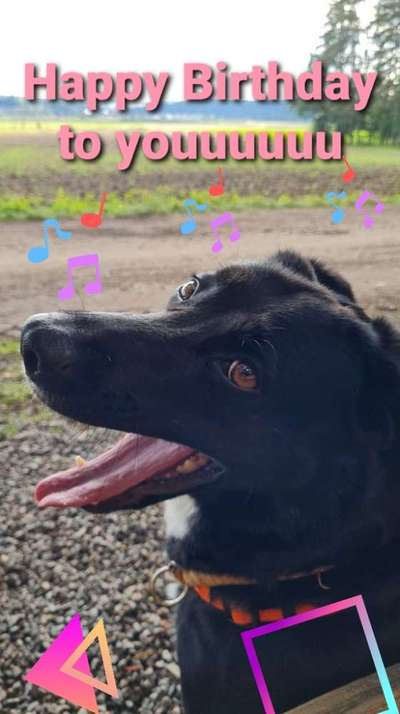 Fotochallenge Nr. 59 - Mein Hund zeigt die Zunge-Beitrag-Bild