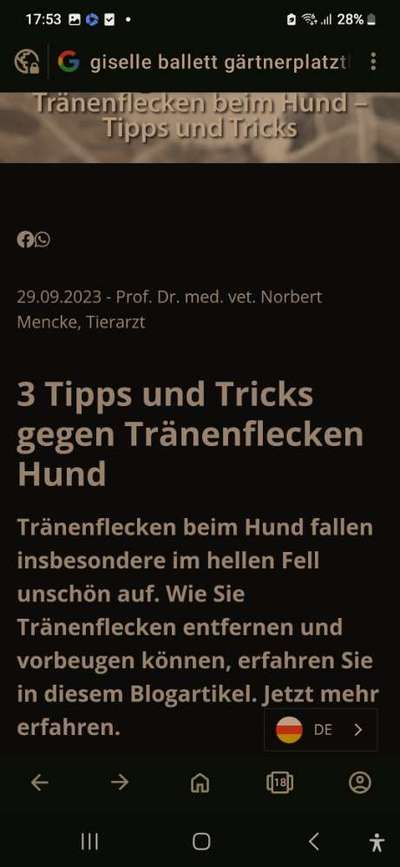 Malteser Tränenflecken-Beitrag-Bild