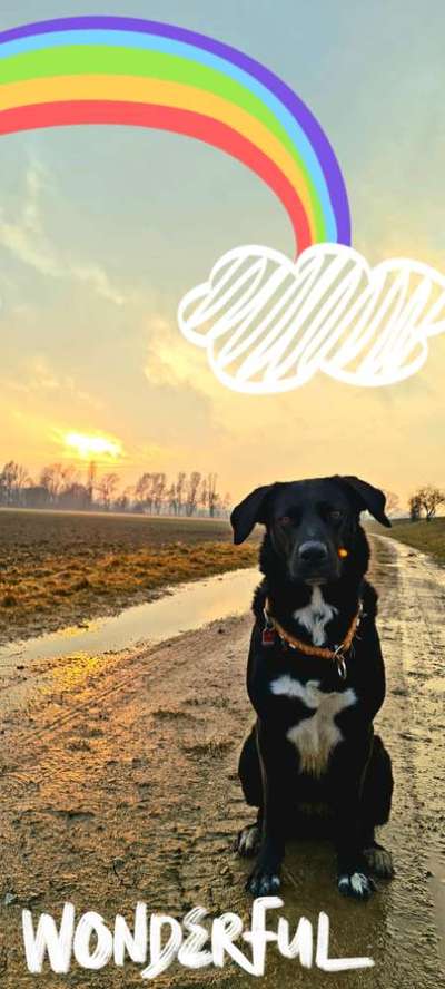 Fotochallenge Nr 96.: Bunt, Bunter, Hund 💐🌹🍁-Beitrag-Bild