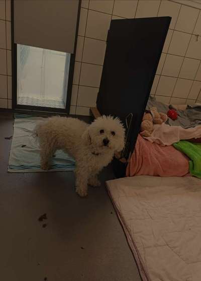 Entlaufene, Gefundene und Vermisste Hunde-Beitrag-Bild