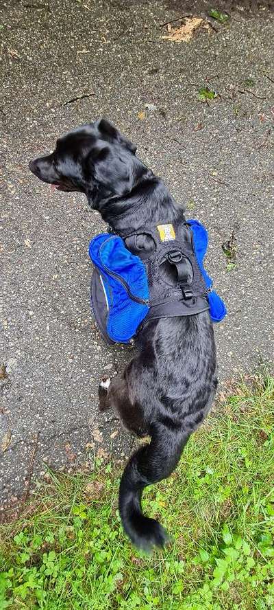 Wandergeschirr für Hunde-Beitrag-Bild