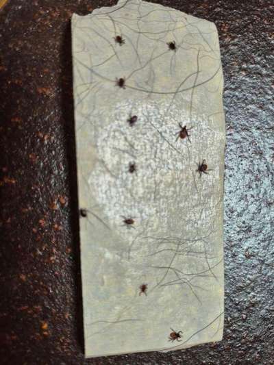 Zecken Meldung an NABU und RKI- macht ihr mit?-Beitrag-Bild